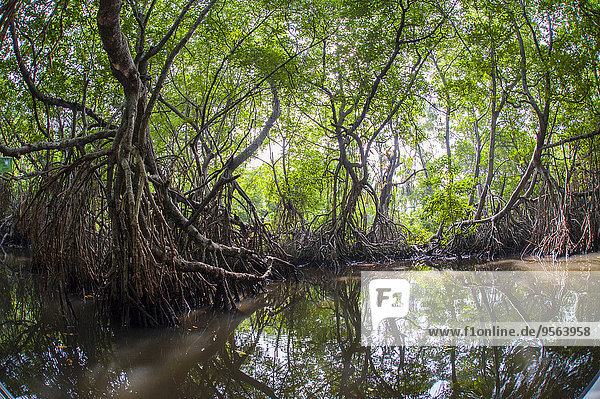 Reise Wald Boot Fluss Mangrove Sri Lanka Südliche Provinz