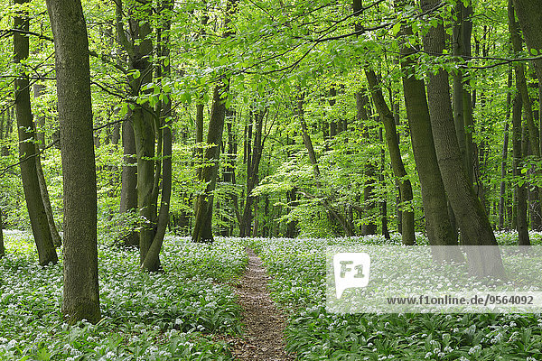europäisch Weg Wald Bärlauch Allium ursinum Buche Buchen Lauch Deutschland Thüringen