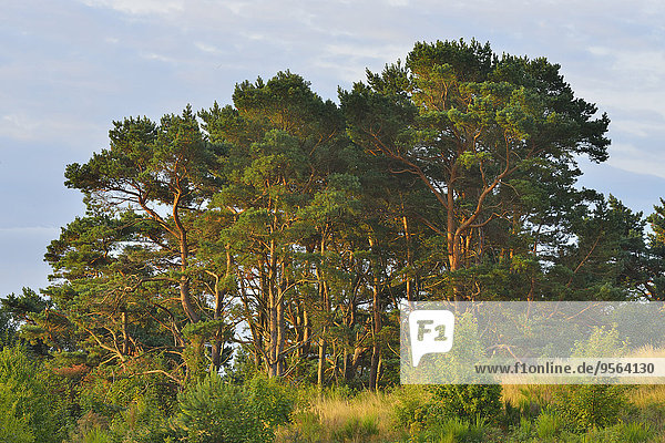 Sommer Baum Wald Insel Kiefer Pinus sylvestris Kiefern Föhren Pinie Baltikum Ostsee Baltisches Meer Deutschland Hiddensee