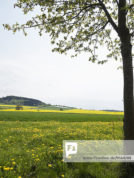 Landschaftlich schön landschaftlich reizvoll Baum Feld Fokus auf den Vordergrund Fokus auf dem Vordergrund Ansicht Deutschland Nordrhein-Westfalen