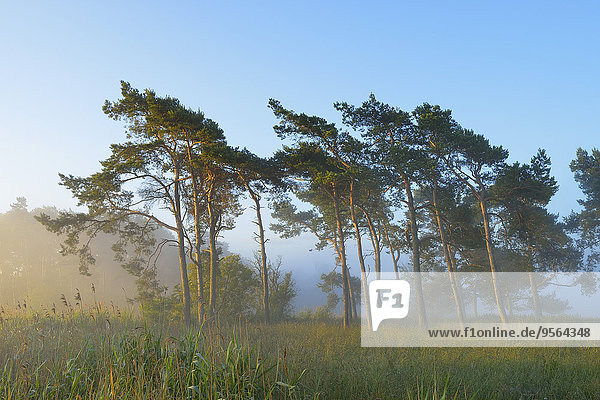 Morgen Baum Dunst Kiefer Pinus sylvestris Kiefern Föhren Pinie Deutschland Mecklenburg-Vorpommern