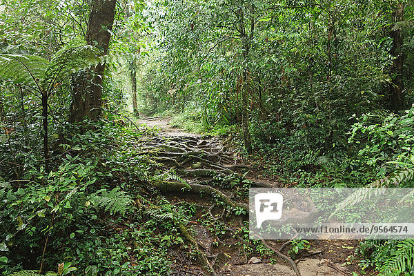 Cameron Highlands Malaysia Regenwald