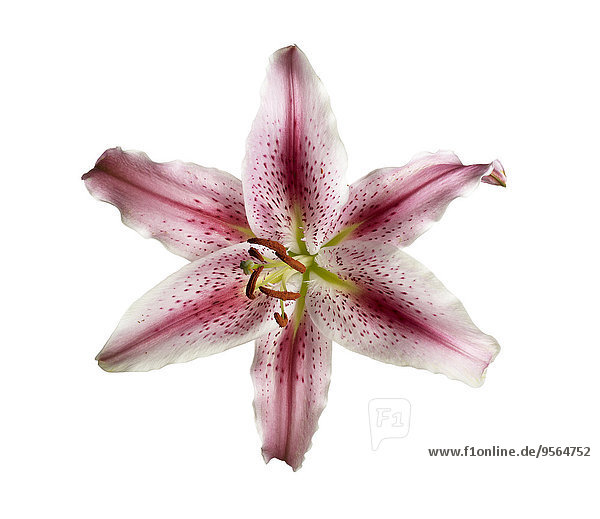 Studioaufnahme Blume weiß Hintergrund pink Lilie