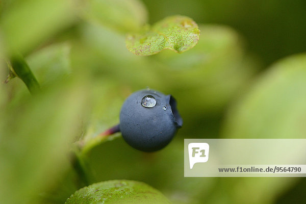 Close-up of European Blueberry (Vaccinium myrtillus) Fruit in Forest on Rainy Day in Spring  Bavaria  Germany