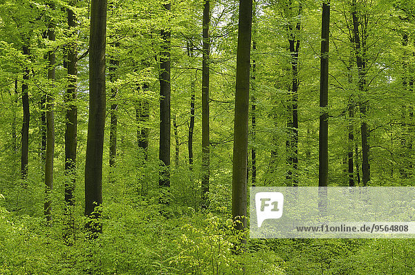 Baum Wald Buche Buchen Bayern Deutschland