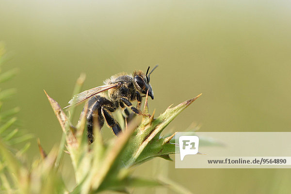 Honigbiene, Apis mellifera, europäisch, Sommer, Close-up, Bayern, Deutschland, Oberpfalz