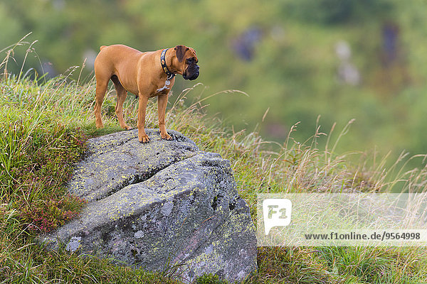 Felsbrocken stehend Frankreich Hund Elsass Vosges