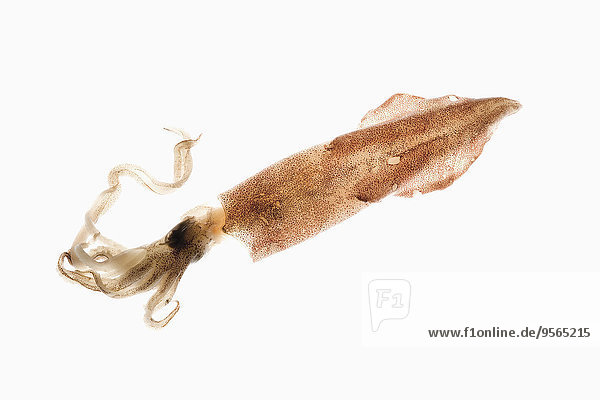 Calamares,Tintenfisch,weiß,Hintergrund,Kalmar