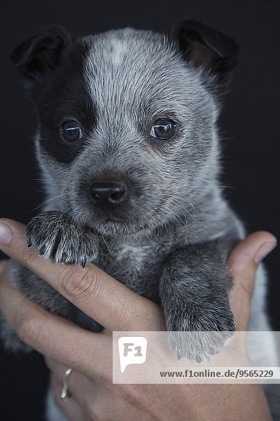 niedlich,süß,lieb,halten,schwarz,Hintergrund,Close-up,Welpe