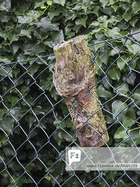 kleben,Holz,Zaun,Maschendrahtzaun