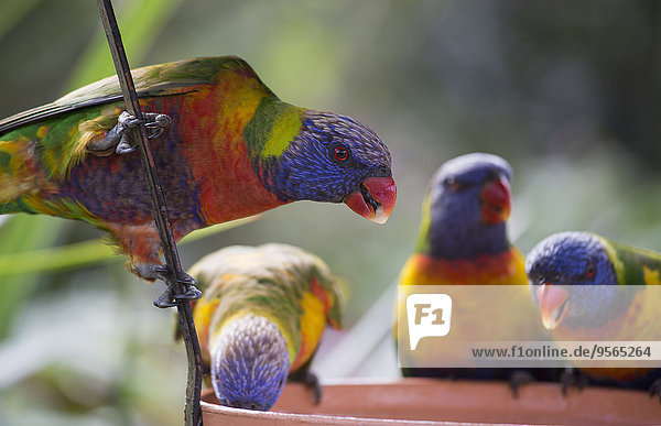 Rainbow lorikeets perched on feeding container