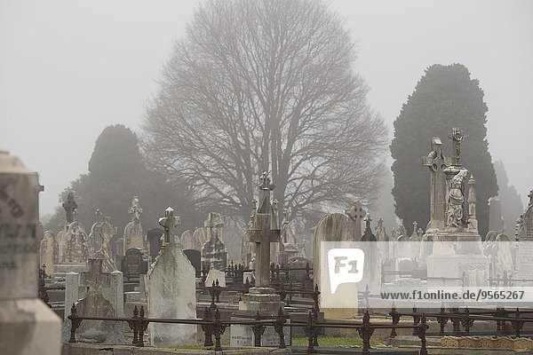 Baum,Victoria,Grabstein,Australien,Friedhof,Melbourne