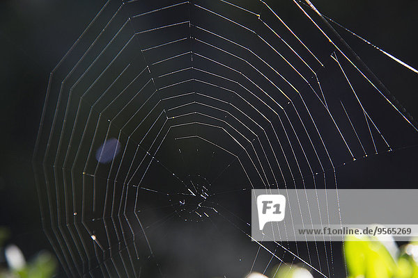 Spinnwebe,Close-up,Spinne