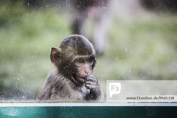 Junger Affe schaut durchs Fenster