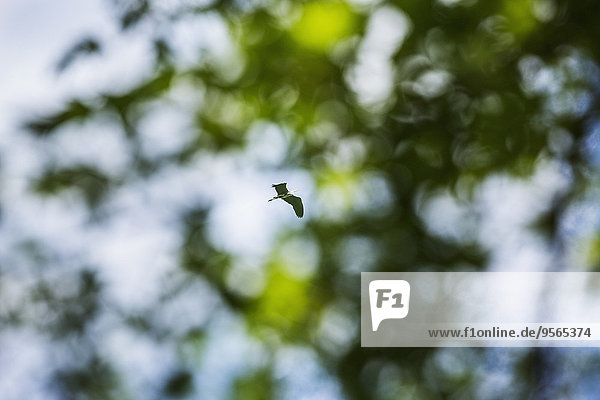 Niederwinkelansicht eines Vogels  der gegen einen Baum fliegt