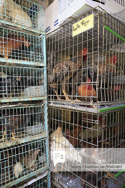 Huhn,Gallus gallus domesticus