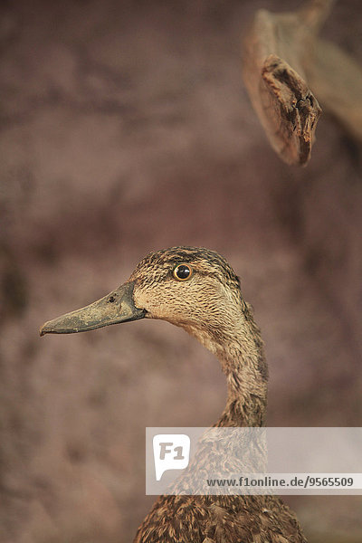 sehen,Close-up,wegsehen,Reise,Ente