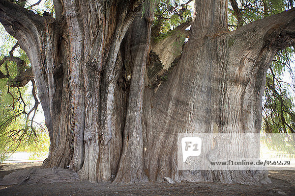 Baum