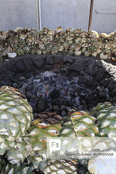 Coal fire surrounded by agaves