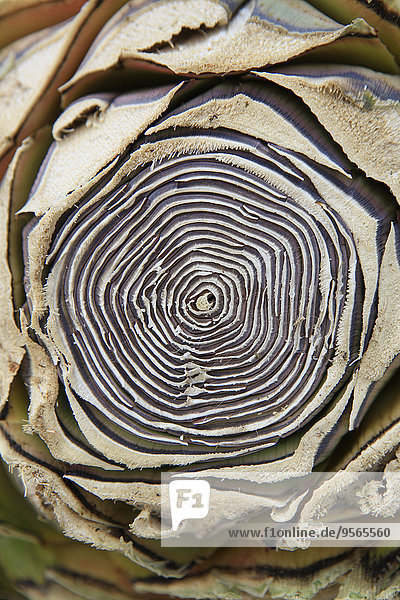 Abstract image of agave