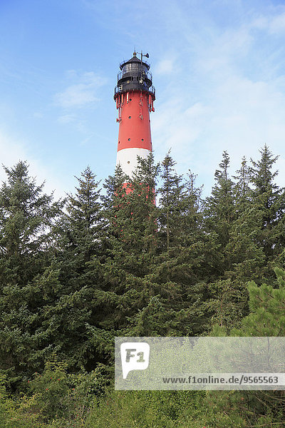 Baum,Leuchtturm