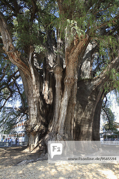 Giant Montezuma cypress tree