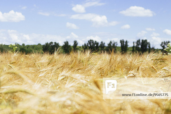 Wolke,Himmel,Landwirtschaft,Feld