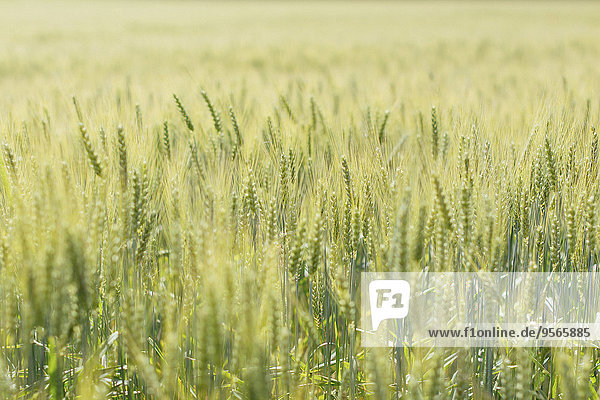 Fokus,Nutzpflanze,Wachstum,Feld,auswählen