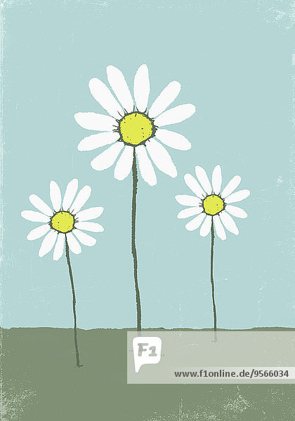 Illustrative image of daisies growing on field