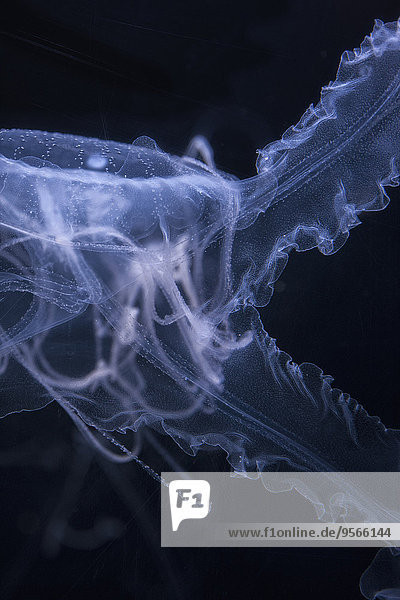 Close-up of jellyfish against black background