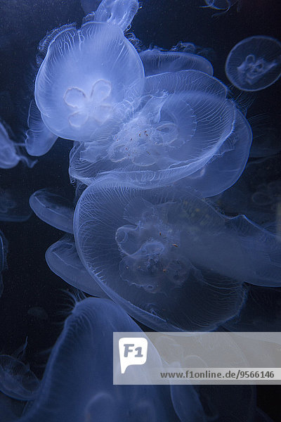 Jellyfish swimming against black background
