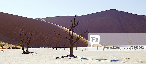 Blick auf Sanddünen und Kameldornbäume in der sonnigen Wüste
