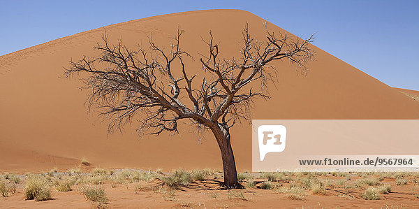 Blick auf kahlen Baum  trockenes Gras und Sanddüne in der sonnigen Wüste