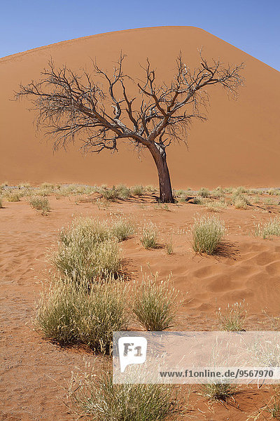 Blick auf kahlen Baum  Gras  Sanddüne und blauen Himmel in der sonnigen Wüste