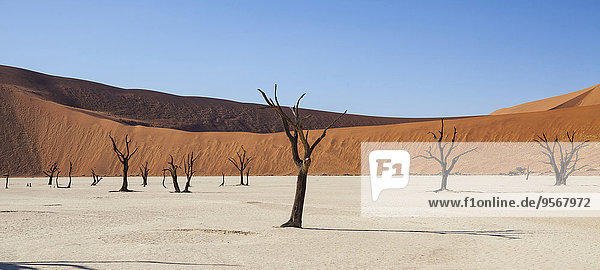 Blick auf kahle Bäume  Sanddünen und blauen Himmel in der sonnigen Wüste