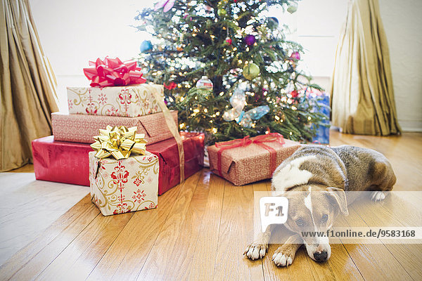 Dog laying by presents under Christmas tree