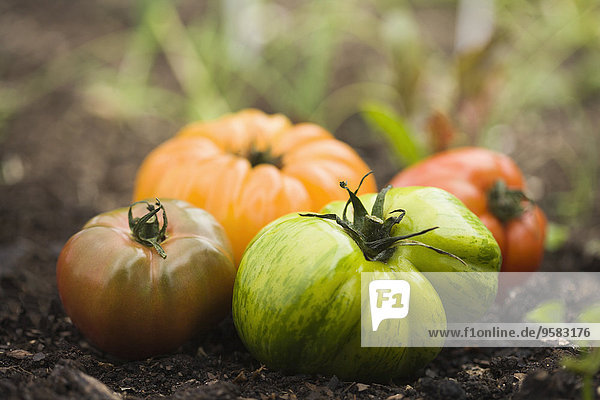 Colorful heirloom tomatoes in soil outdoors