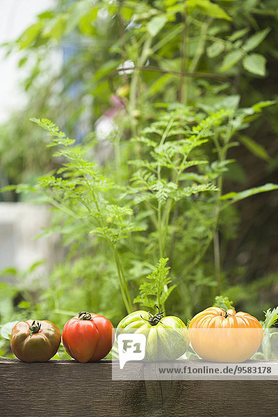 Farbaufnahme Farbe Außenaufnahme Tomate Geländer Erbe freie Natur
