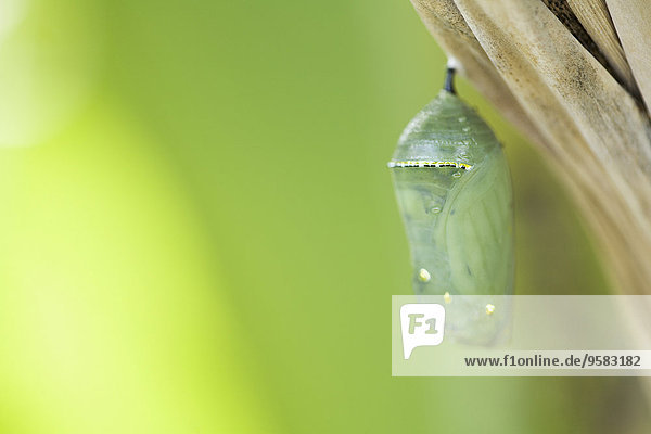Baum hängen Close-up Schmetterling Kokon