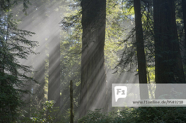 beleuchtet Sonnenstrahl Baum Überfluss Wald