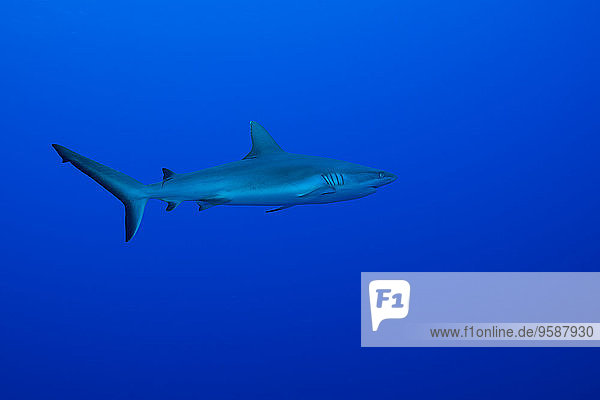 Ozeanien  Mikronesien  Yap  Grauer Riffhai  Carcharhinus amblyrhynchos  in Blauwasser