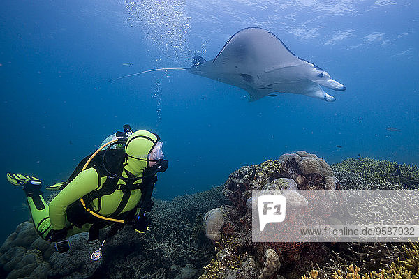 Oceania  Micronesia  Yap  Diver with reef manta ray  Manta alfredi