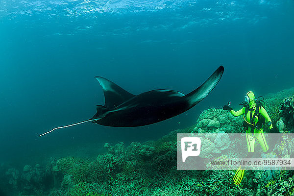 Oceania  Micronesia  Yap  Diver with reef manta ray  Manta alfredi