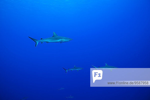 Ozeanien  Mikronesien  Yap  Graue Riffhaie  Carcharhinus amblyrhynchos  in Blauwasser