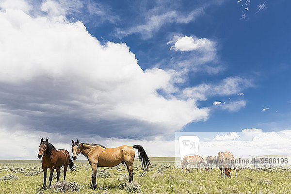 USA  Wyoming  Pferde auf Grasland