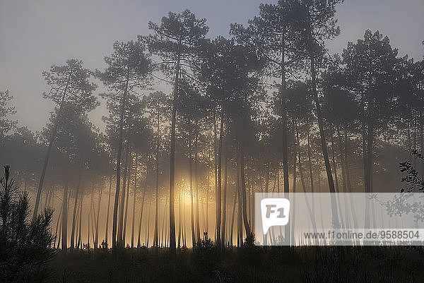 Frankreich  Aquitanien  Landes  Kiefernwald im Morgenlicht