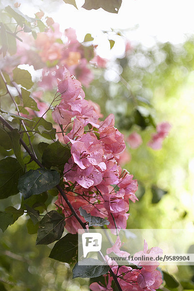 Bougainvillea Blüten  Reben und Dornen  Nahaufnahme