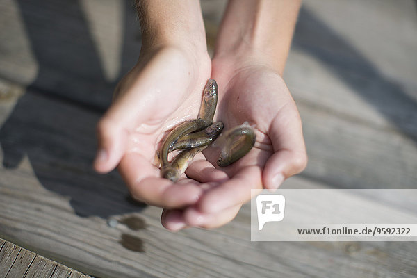Hands of teenage boy holding bait fish on pier  Lake Superior  Gwinn  Michigan  USA