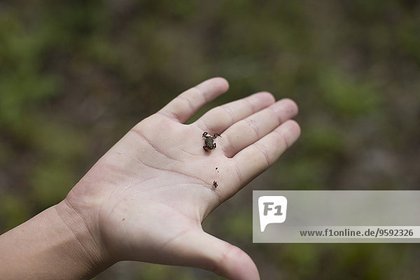 Hand of teenage boy holding tiny toad on pier  Lake Superior  Gwinn  Michigan  USA