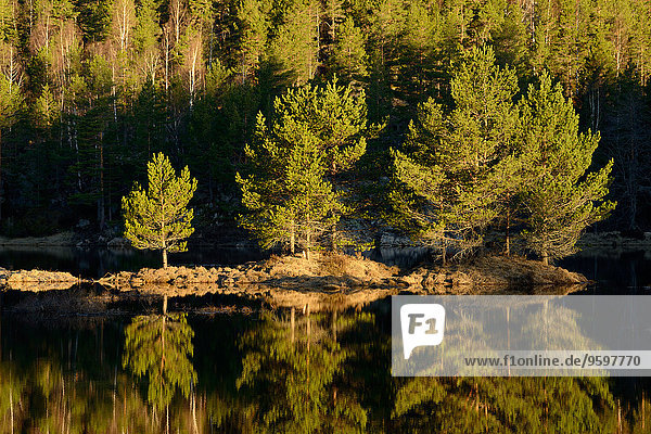 Bäume im ruhigen See  Rogaland County  Norwegen
